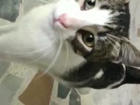 Depremzede Kedi