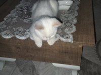 British shorthair 3 aylık kedim