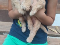 RENK RENK MİNYATÜR POODLE YAVRULAR