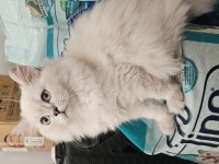Sevimli British Longhair Kedicik