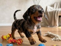 BLUE MERLE DACHSHUND BEBEKLERİMİZ AŞILI NADİR