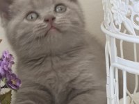 British Shorthair Bebekler