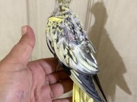 39 günlük sultan papağanı bebek