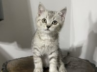 Erkek British Shorthair yavrumuz