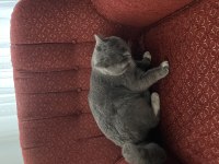 ÜCRETSİZ BRİTİSH KEDİSİ SAHİPLENDİRME