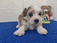 Kendileri Mini Sevgileri Kocaman Morkie Yavruları