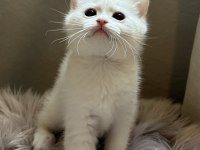 2 aylık british shorthair