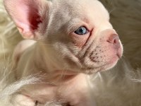 Ev bakımı french bulldog yavrularım