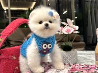 Ayı surat pomeranian bebeğim olaf
