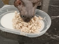 2.5 aylık oyuncu erkek sfenks yavrusu