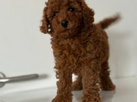 ANNE ALTINDAN TOY POODLE DA KAMPANYA
