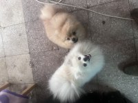 6 aylık dişi kardeş 2 adet beyaz ve sarı