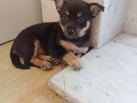 Minyatür Pinscher Dişi