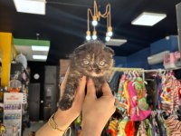 BRİTİSH VE SCOTTİSH CİNS KEDİLER