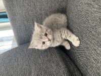 British shorthair minnoşlar sahibini bekliyor