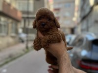 Sağlık ve ırk garantili toy poodle köpeği