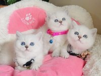 Maviş Point British Shorthair Bebeğim