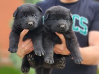 SİMSIYAH SOLİD BLACK ALMAN ÇOBAN KÖPEĞİ YAVRULARI