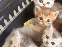 British Shorthair Yavrularımıza Sıcak Yuva Arıyoruz