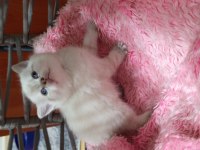 British shorthair yavrularımız yeni yuvalarını arıyorlar