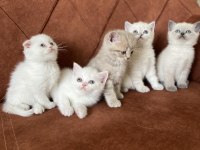 SCOTTİSH ÖZEL KEDİLER KONYA