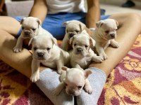 Üst Düzey Kalite flufy karier french bulldog bebekler
