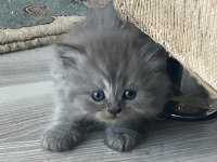 İki aylık british longhair İki yavru