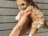 Toy poodle maltipoo bebekler
