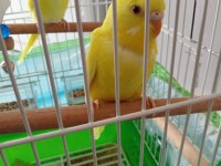 İki çift lutino albino sarı muhabbet kuşu