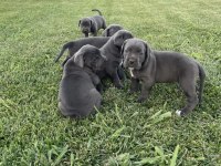 Cane Corso Yavru