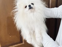 Pomeranian boo koreli tipi