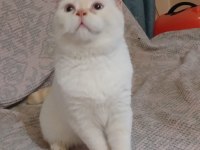 UYSAL BRİTİSH SHORTHAİR KEDİMİZ