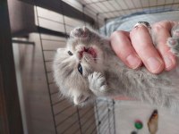 Ömürlük british shorthair yuvalarını bekliyorlar