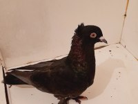 Arap Takkalı Güvercin Erkek 81 İle Gönderim Sağlarız