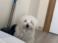 5 AYLIK 0 NUMARA MALTESE TERRİER