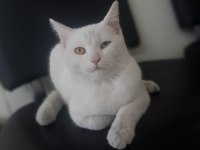 Dişi Ankara kedisi 1 yaşında
