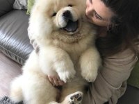 Chow Chow Çin Aslanı yavrular