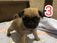 Muhteşem Pug Mops Bebek Köpekler