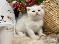 Scottish fold white