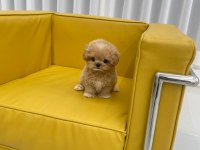 KOREAN EXPORT TOY POODLE BEBEKLERİM