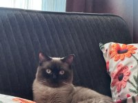 PABLO 1 YAŞINDA ERKEK SİYAM KEDİSİ