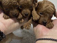 Red Brown renk Kore kan poodle bebekler