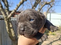 Cane corso yavru köpekler