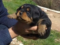 A kalite rottweiler bebekler