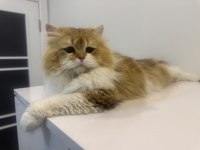 British longhair kısır oğlan