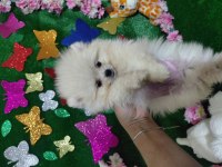 Pomeranian bebişler