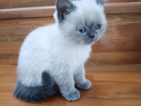 Erkek blue point cinsi erkek 3.5 aylık british shorthair