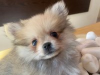 Acil safkan pomeranian yavrular