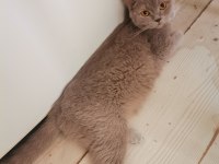 5 kg mama karşılığı british shorthair sahiplendireceğim