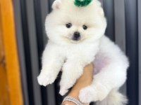 Pomeranian teacup beyaz erkek